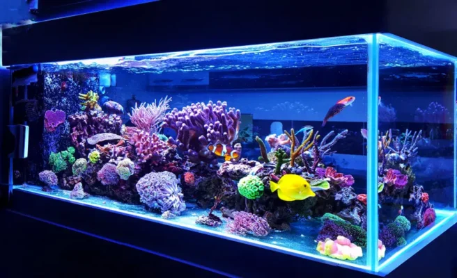 Cách dùng than hoạt tính lọc nước bể cá cảnh hiệu quả