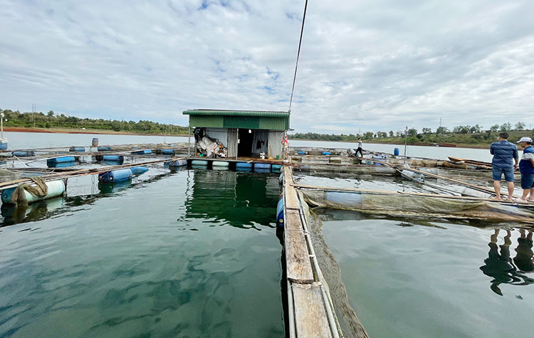 Nước thải nuôi trồng thủy sản: Giải pháp xử lý hiệu quả