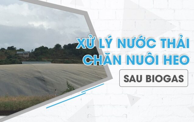 Xử lý nước thải chăn nuôi heo sau Biogas hiệu quả