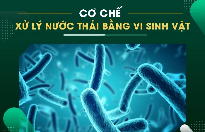 Xử lý nước thải bằng vi sinh vật: Cơ chế và phương pháp thực hiện