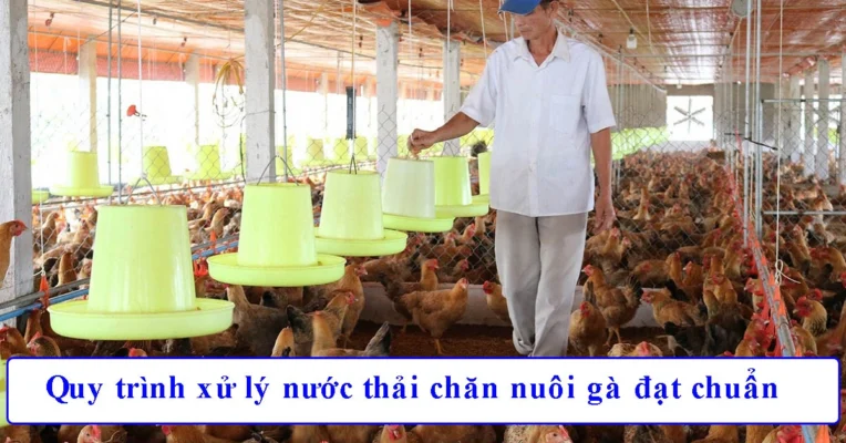 Quy trình công nghệ xử lý nước thải chăn nuôi gà trong trang trại