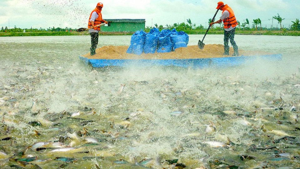 Các phương pháp xử lý nước thải ao nuôi cá tra hiệu quả